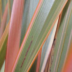 Lino de Nueva Zelanda 'Rainbow Queen'